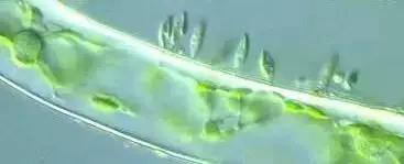 鱼类水产养殖需要哪些藻类,水产养殖显微镜下各种藻类