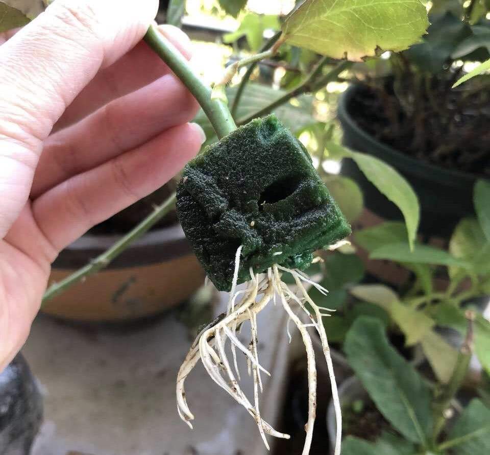 月季水浇多了黄叶了咋办,月季水浇多了嫩芽打蔫怎么办