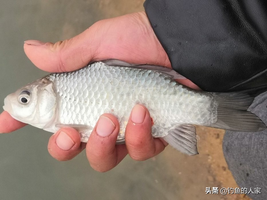 野河武昌鱼怎么钓,秋季武昌鱼钓法