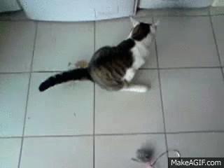 猫咪肛门腺为什么会突然喷出,猫咪肛门腺发炎会有什么症状