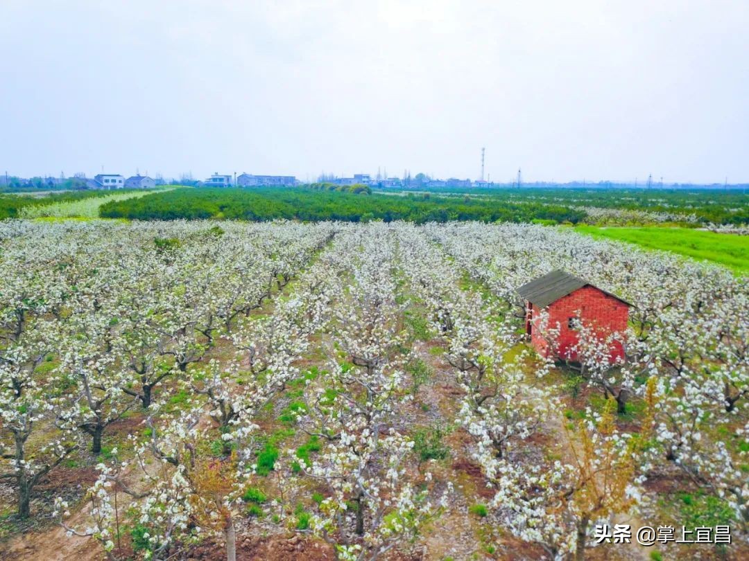 湖北枝江百里洲梨花图片,枝江百里洲梨花观赏时间