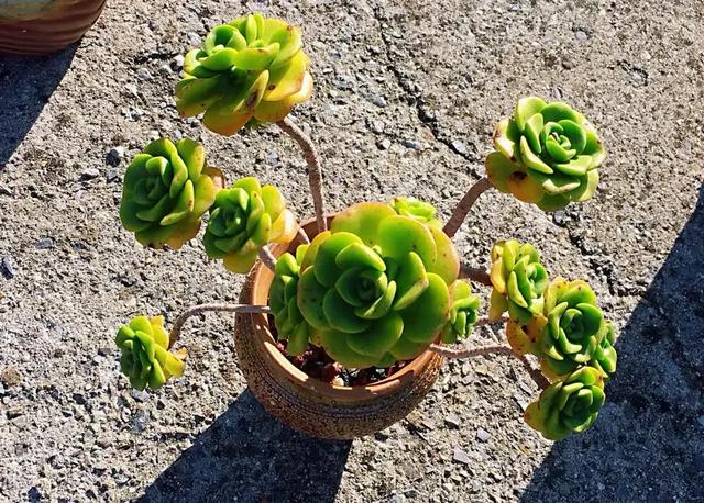 多肉买回来不长花箭,多肉买回来不换土几天浇水