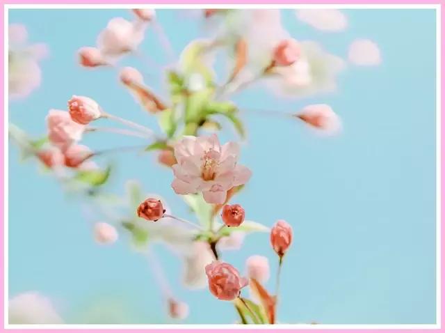 魔都四月赏花,魔都春季赏花好地方