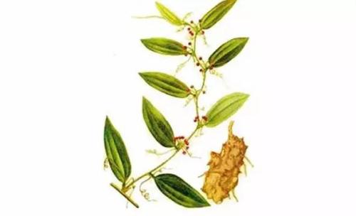 茯苓的各个部位都是宝,中医茯苓的性味归经