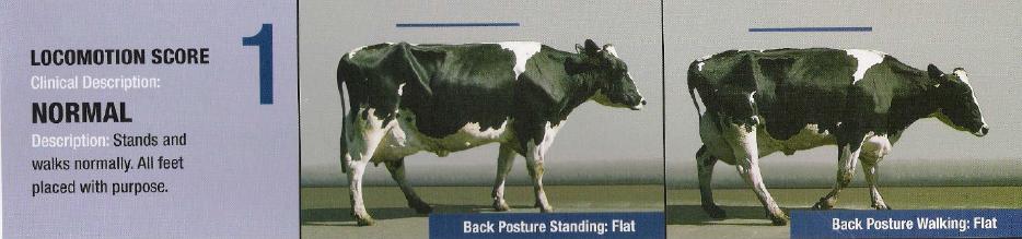 蹄病的种类和治疗方法,蹄病的预防与治疗