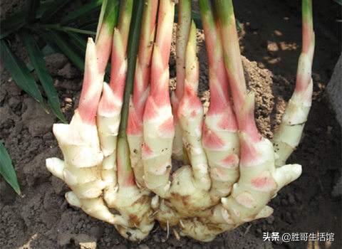 生姜发芽后要盖土吗,生姜埋土里一般多少天会发芽