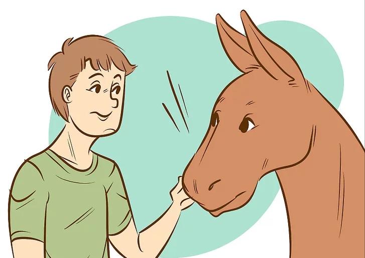 怎么让一头犟驴听话,怎么驯服一头犟驴