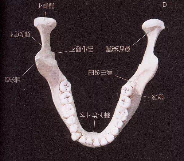 咬合重建详细步骤,如何制作咬合模型