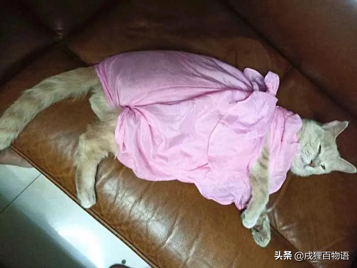 养猫人不能种什么花,养猫人不能干的事情