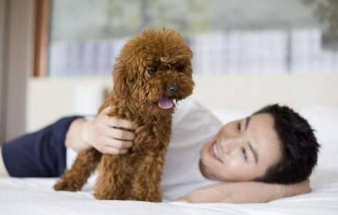 新手饲养泰迪犬的四大注意事项,新手养泰迪犬需要注意些什么
