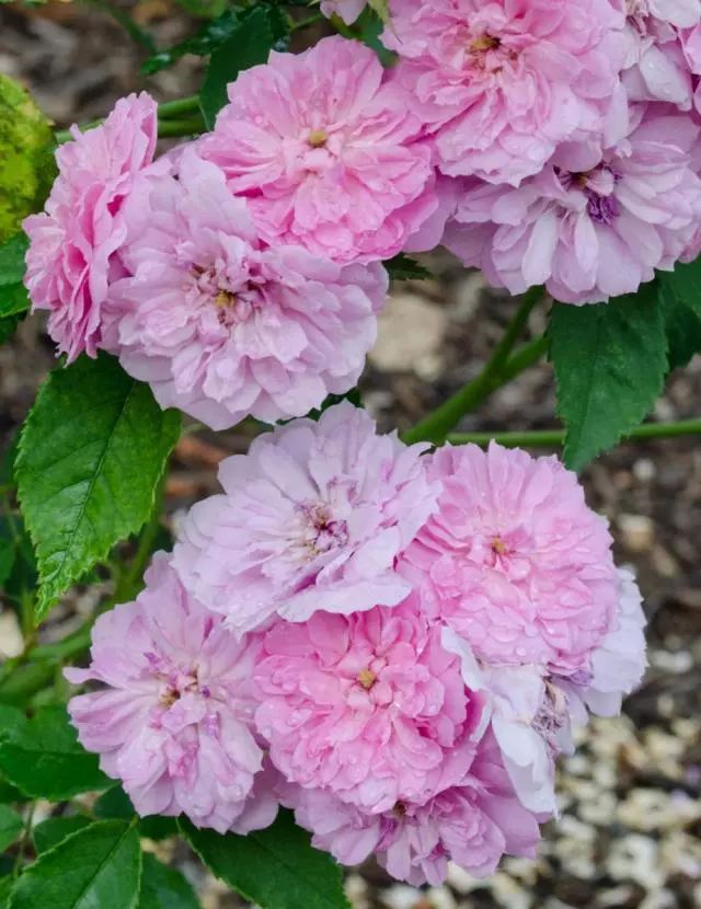 干货分享种植小技巧,混合花境设计与种植建议
