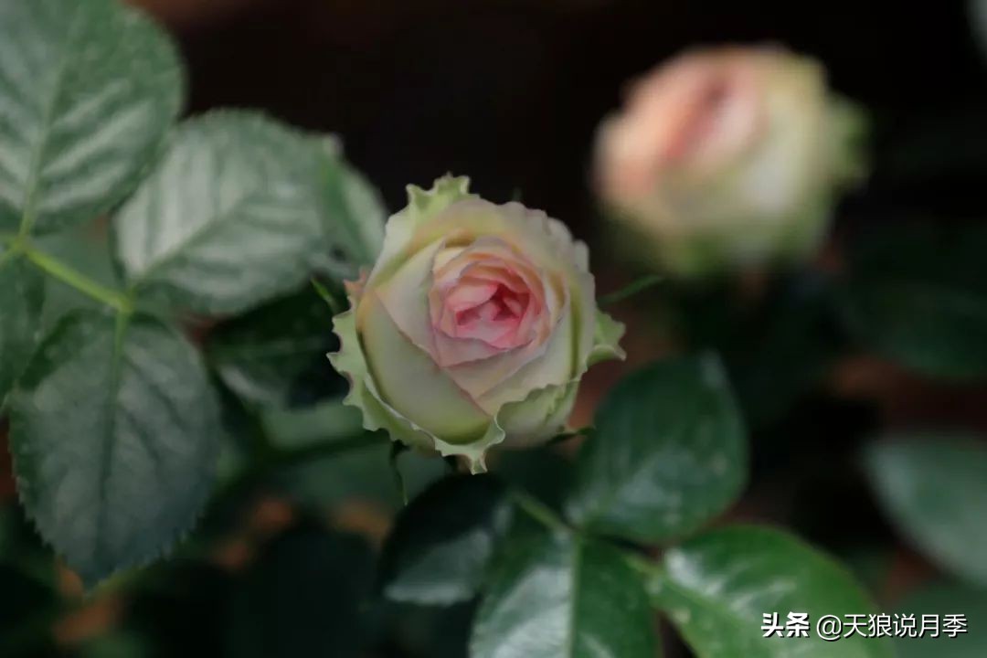 都说“最美人间四月天”，应该就是月季开花的模样吧！