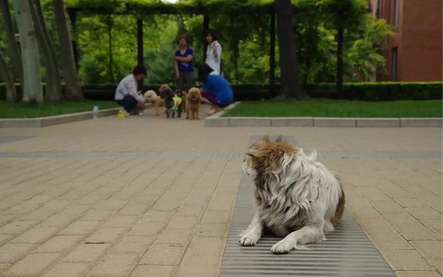 流浪狗1分钟片段,流浪狗认真看完很感动