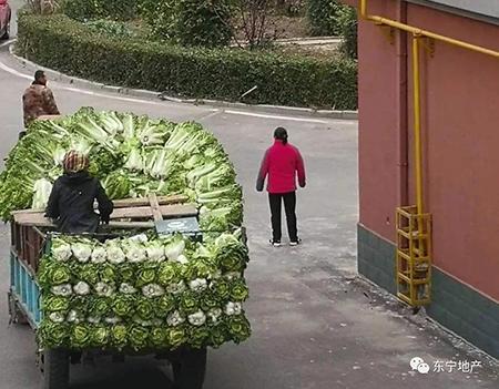 东北囤菜，日本一女子托运卷心菜，这都是什么骚操作？