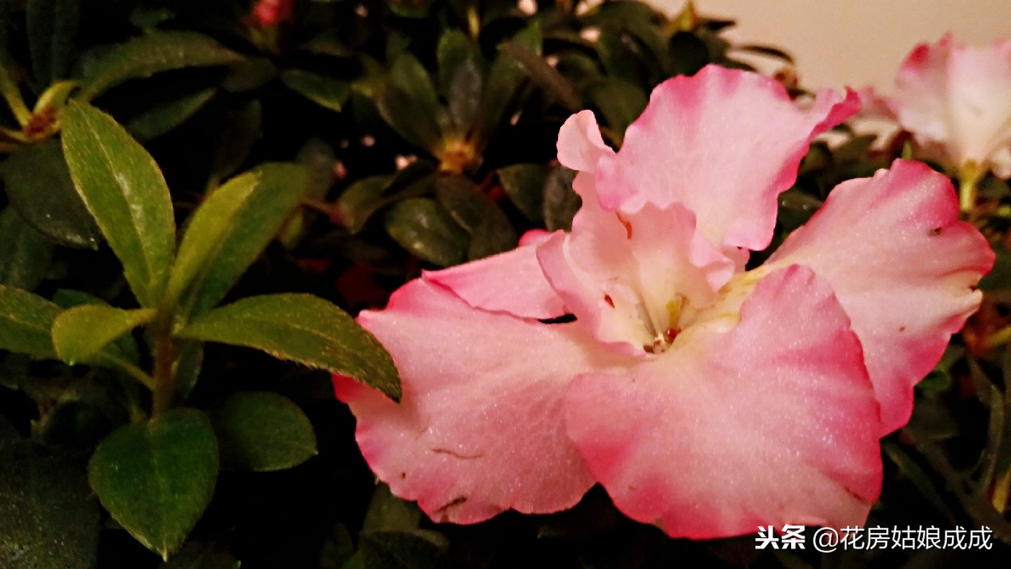 杜鹃花掉叶子怎么办,杜鹃花掉叶子严重怎么补救