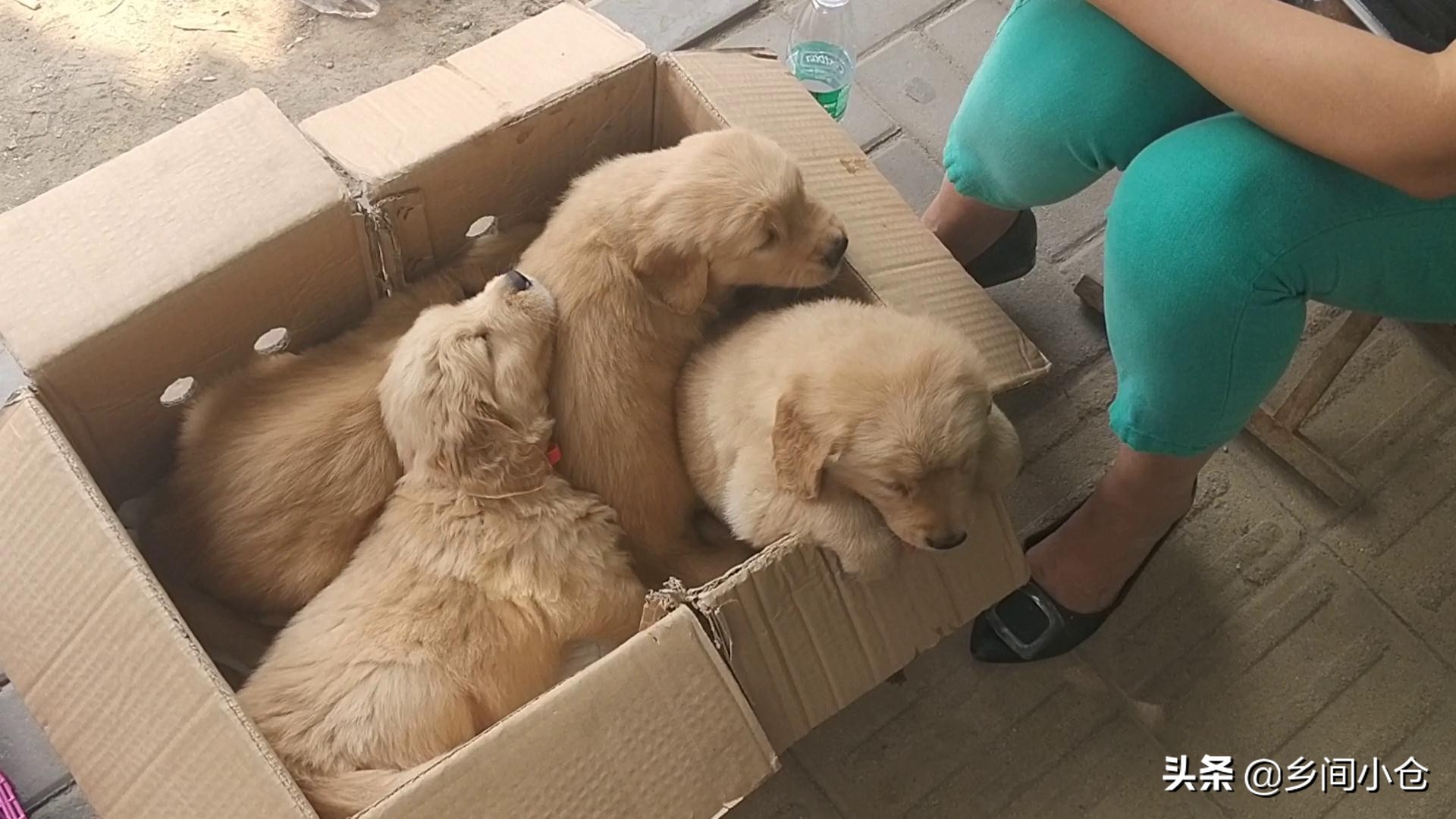 豫东第一大狗市,带你看看周口最大的狗市