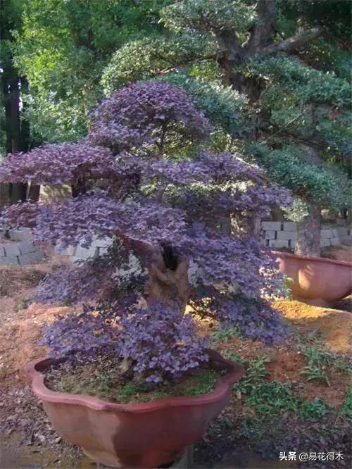 椤剁骇鐧借姳妾垫湪鐩嗘櫙,鐧借姳妾垫湪鐩嗘櫙鏋湪閫㈡槬