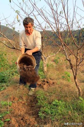 萘乙酸预防桃细菌性穿孔病的原理,桃穿孔病最佳防治时间