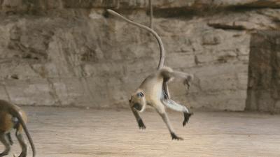 向往的生活锅碗瓢盆分别被谁养,向往的生活锅碗瓢盆4只狗