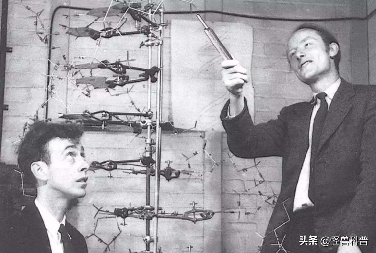 为什么科学家不研究成人增高,科学家为什么不研究人与动物对话