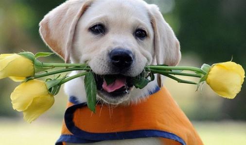 拉布拉多禁止饲养么,养拉布拉多用放笼子么