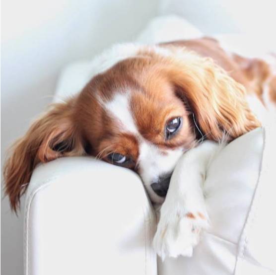 让狗狗开心的方法,让狗狗幸福的7件事