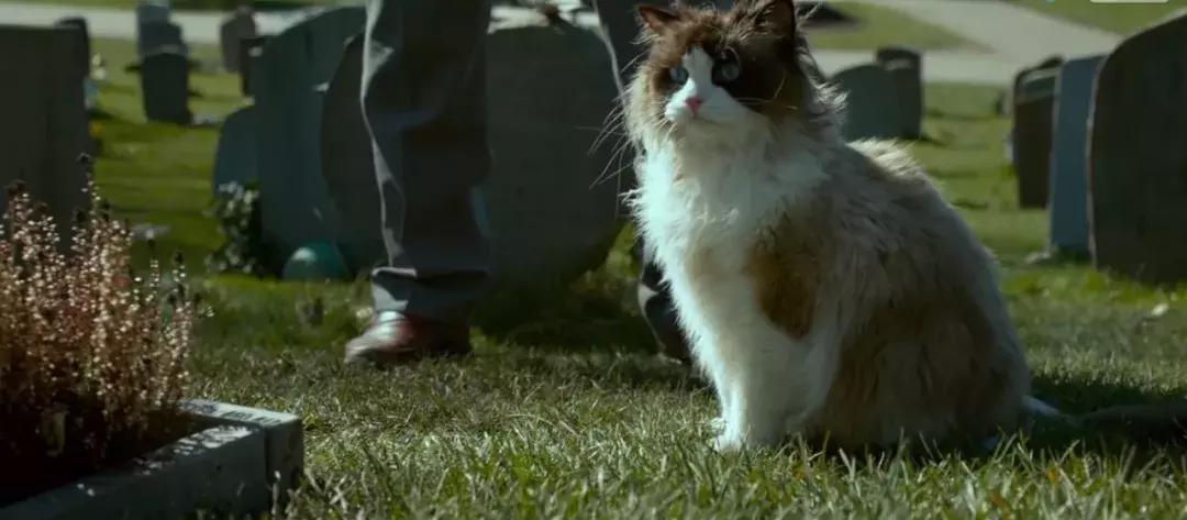 主人们不在家猫咪是怎么生活的,猫咪主人不在时猫咪有什么表现