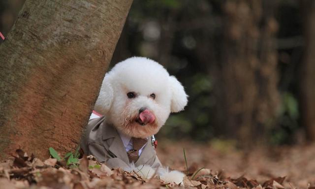 比熊犬怎么知道身上有虫子,怎么知道比熊狗有皮肤病