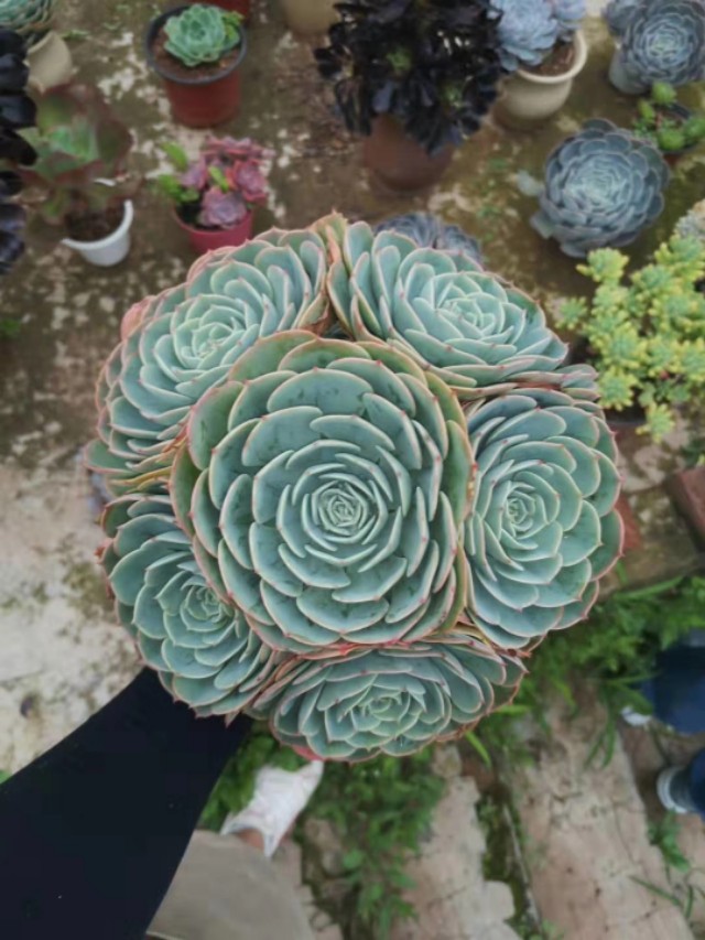 玉蝶直接种地里，个个漂亮长势好！玉蝶度夏这样做，没毛病