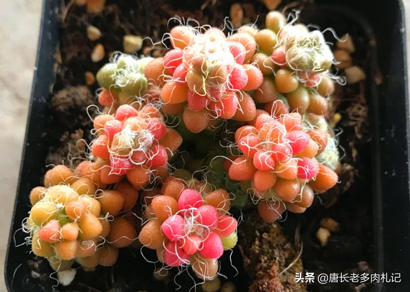 多肉茶笠盆景的养护,多肉彩色茶笠喜欢阳光吗