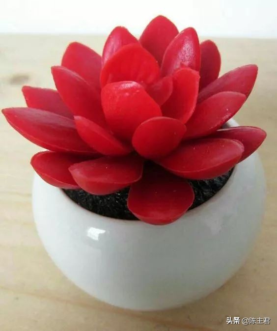 十大最贵法师多肉排行榜,玉露多肉最贵多少钱一棵