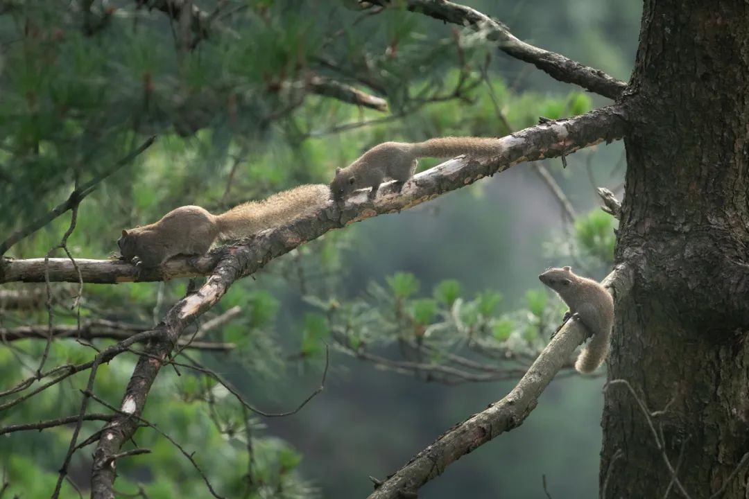 我国四大名山九华山,四大佛教名山哪个风景最美