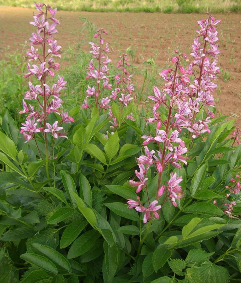每日中药一味,中药白鲜皮别名