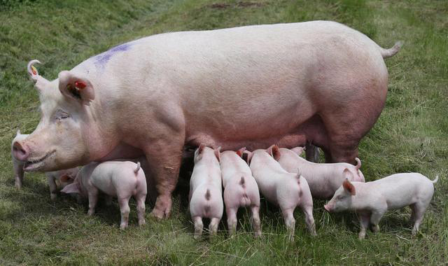 母猪产后不吃体温正常怎么回事,母猪产后体温正常不吃怎么办