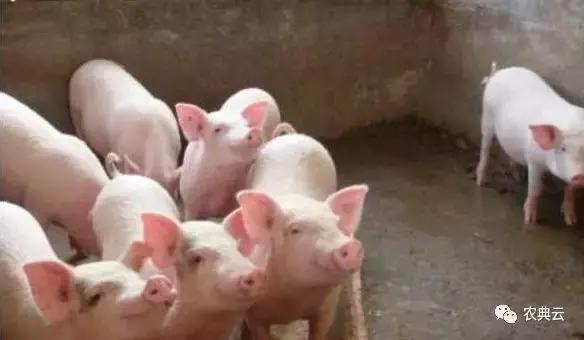 猪舍怎么建设图片,猪舍建设原则