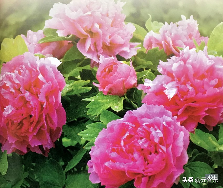 谷雨三朝看牡丹全文,谷雨三朝看牡丹故事