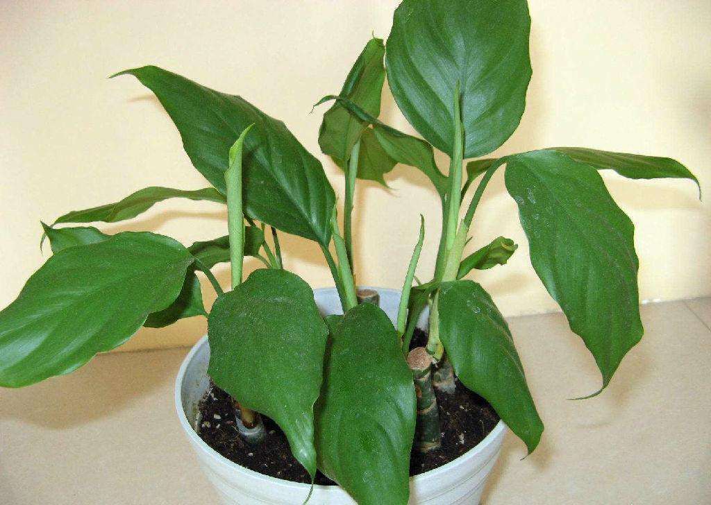 万年青栽培及养护注意事项,万年青如何栽培养护