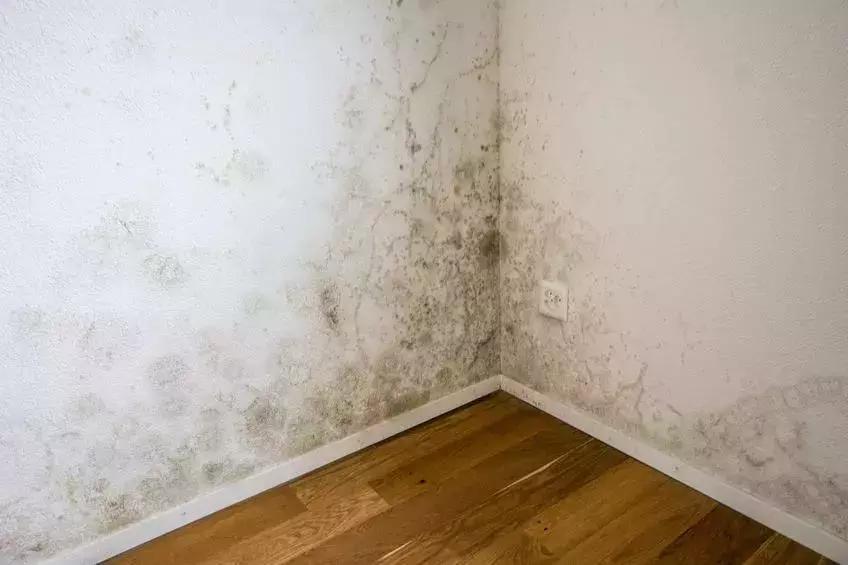 发霉的霉菌对人体有害吗,发霉的霉菌是怎么产生的