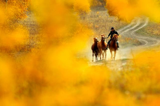 阿勒泰秋天有多美,秋天的新疆阿勒泰太美