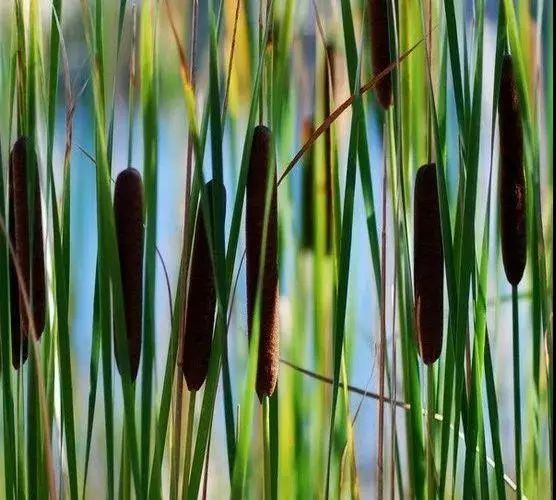 姘寸敓妞嶇墿鑺卞崏,鏅姘寸敓缁挎