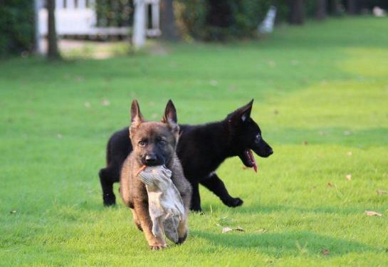 小德牧几个月开始训练放羊,德牧幼犬多少天开始训练