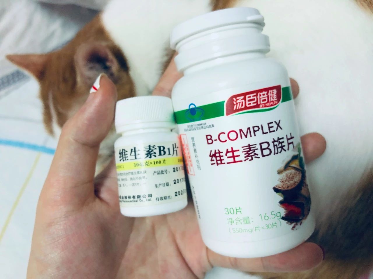 如何让猫咪的毛发保持鲜亮有光泽,猫咪毛发秃了一块