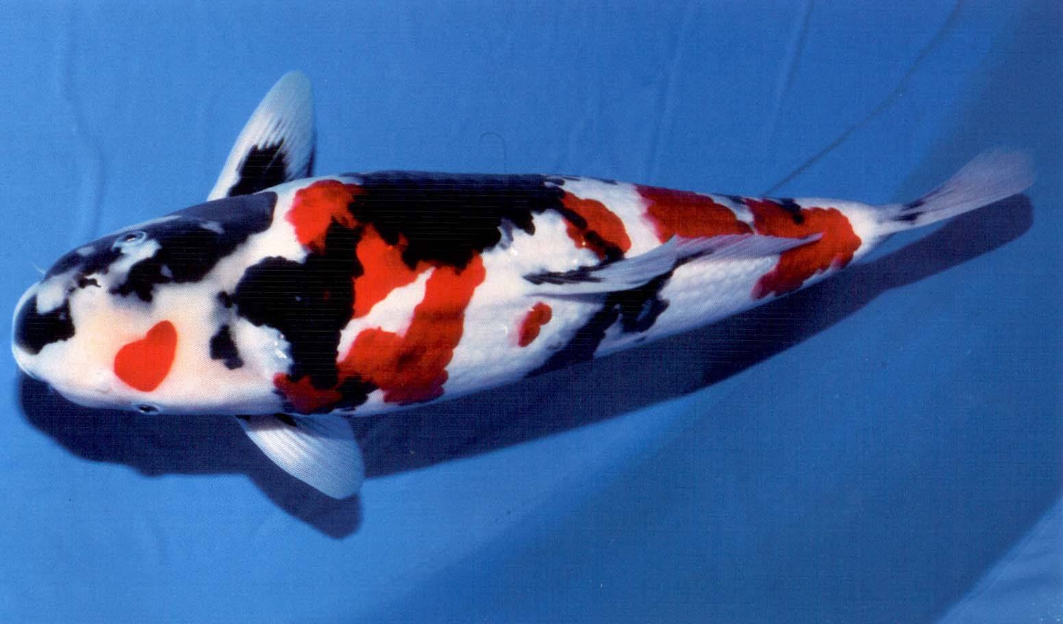 锦鲤买回来两月不吃食怎么办,买回来的锦鲤有一条不吃怎么回事