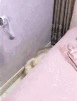 金毛不听话的惩罚,金毛犯错蹑手蹑脚说没事就变脸