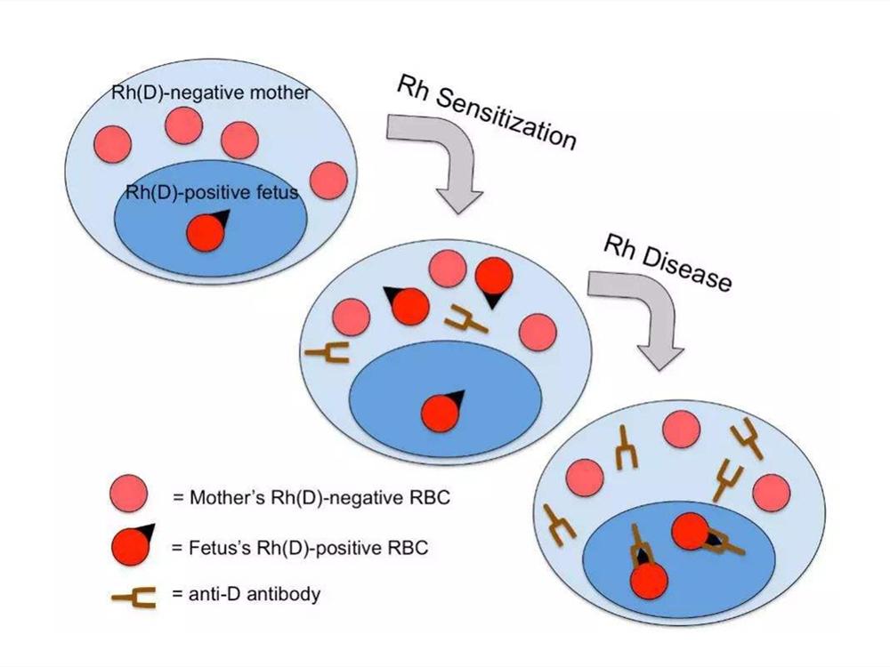 女人什么样的体质不能生孩子,女的什么体质可以生男宝