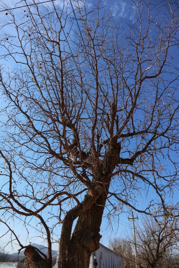 盛唐气度，佛国五台-山西古建筑6日行（3）