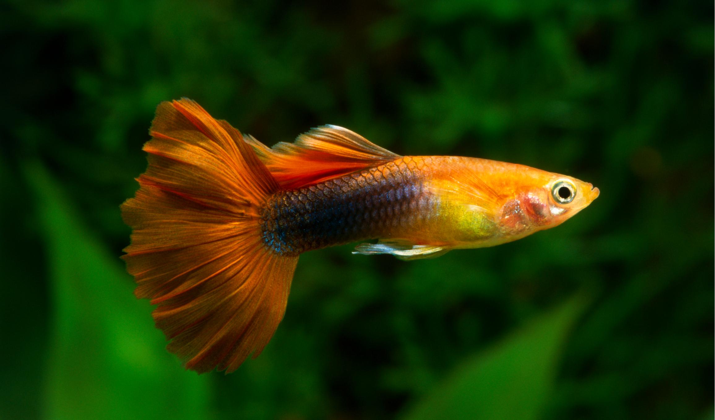 绿水养孔雀鱼可以吗？注意这2点，绿水养的孔雀鱼更好看