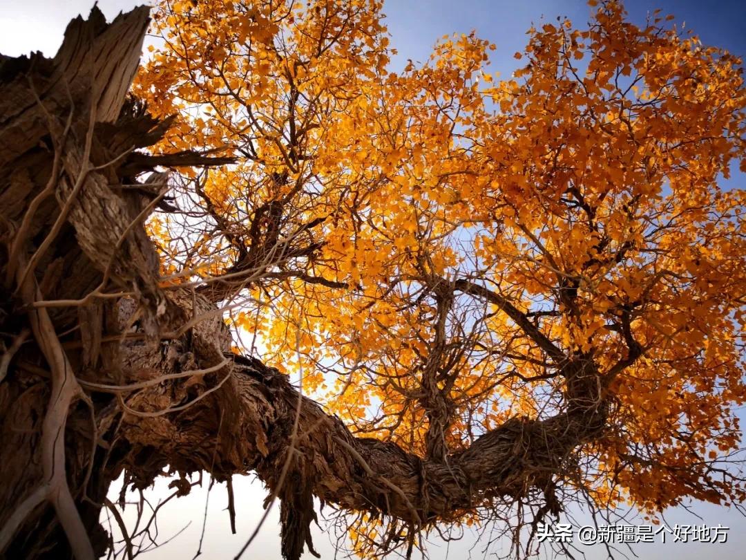 金秋游新疆全景图,喀什金秋风景