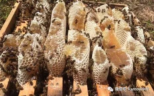 蜜蜂蜇过怎么处理,怎么避免蜜蜂马蜂蜇人