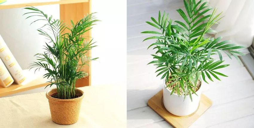 袖珍椰子最佳观赏期,阳台袖珍椰子